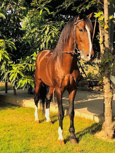 63 inch Desi Breed Stallion Horse for Sale