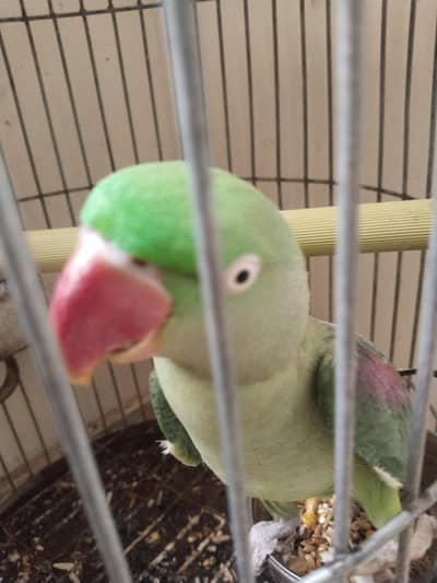 kashmiri Pahari perrot