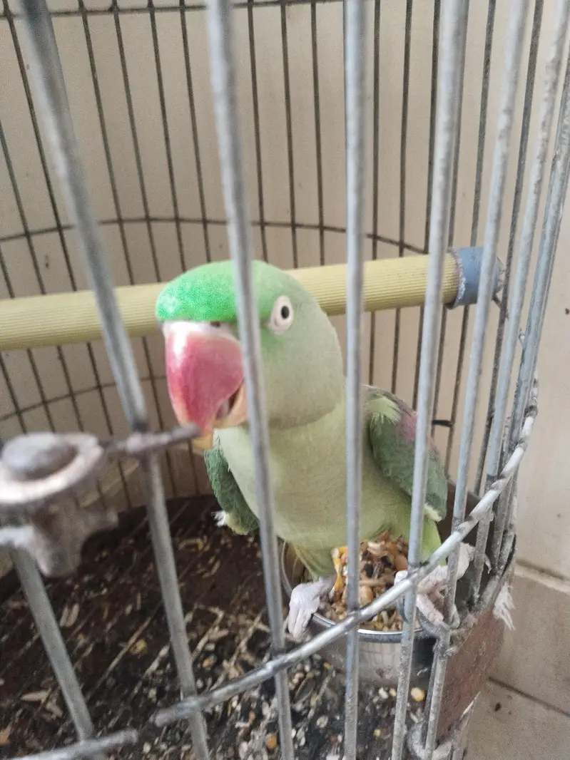 kashmiri Pahari perrot — photo 3