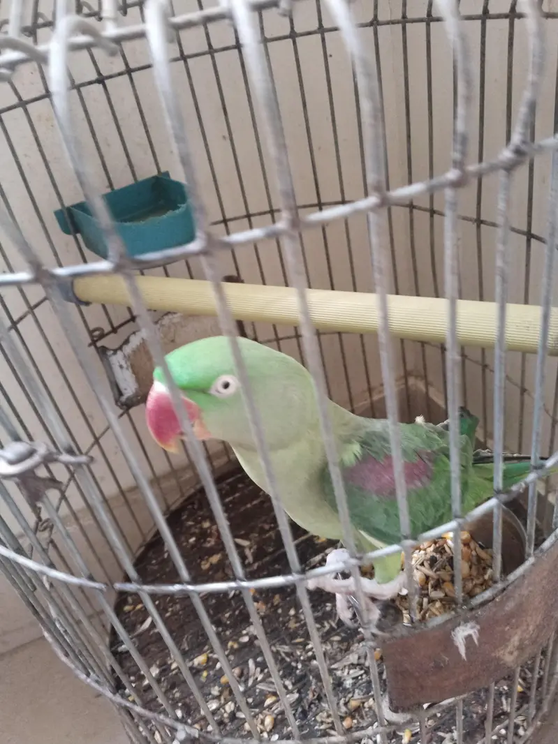 kashmiri Pahari perrot — photo 4