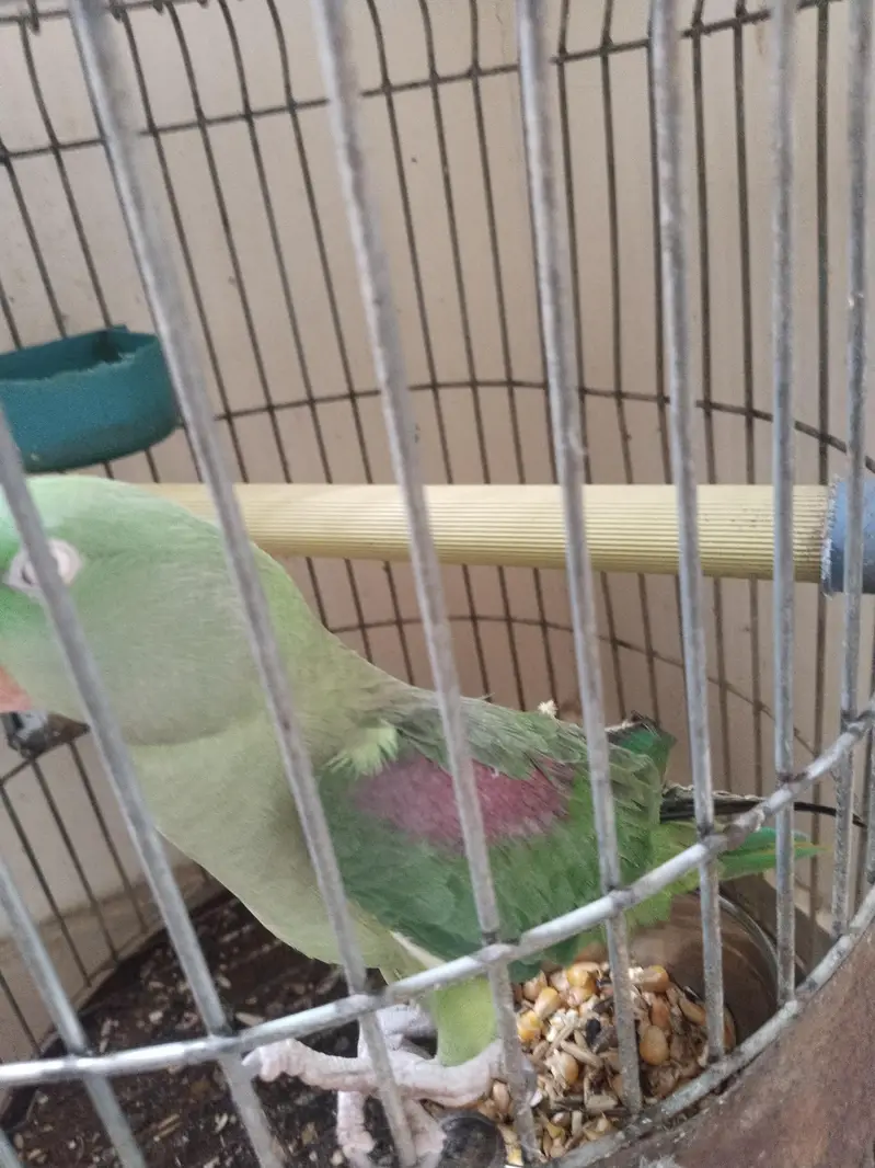 kashmiri Pahari perrot — photo 5