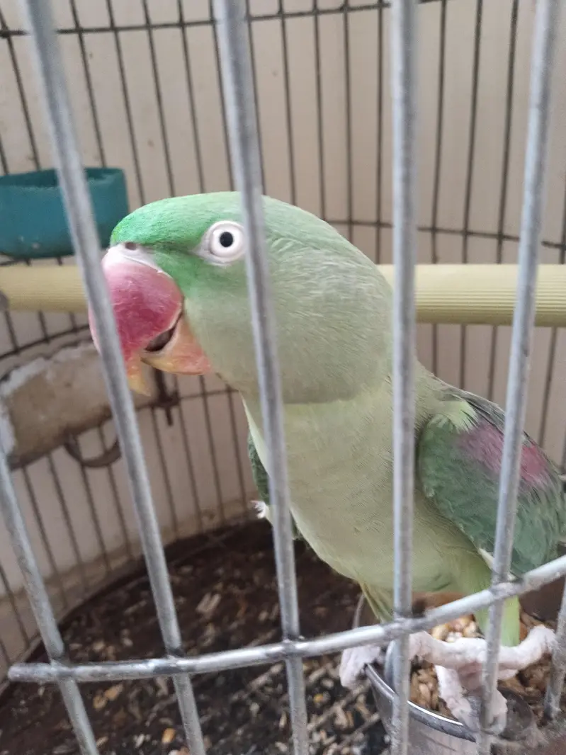 kashmiri Pahari perrot — photo 6