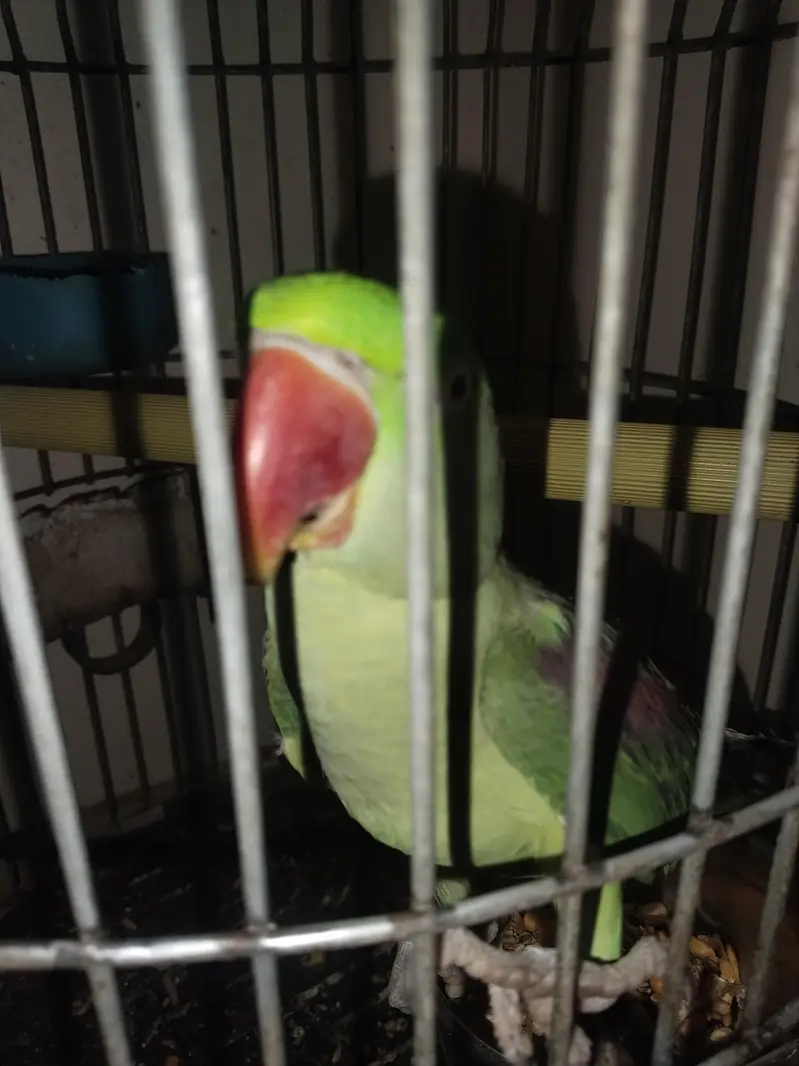 kashmiri Pahari perrot — photo 7