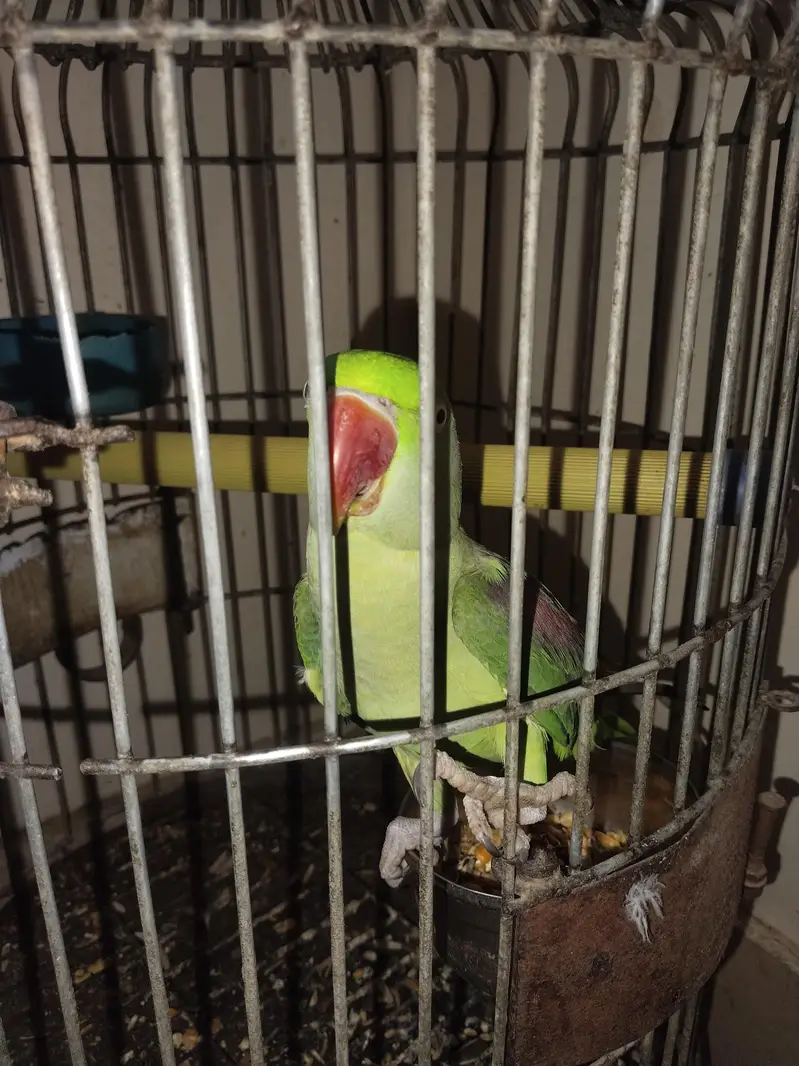 kashmiri Pahari perrot — photo 8