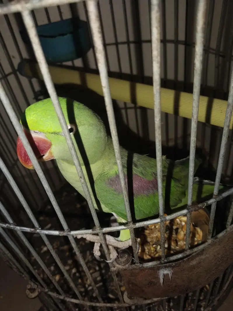 kashmiri Pahari perrot — photo 9