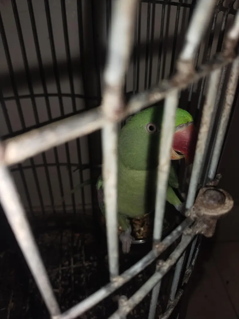 kashmiri Pahari perrot — photo 10