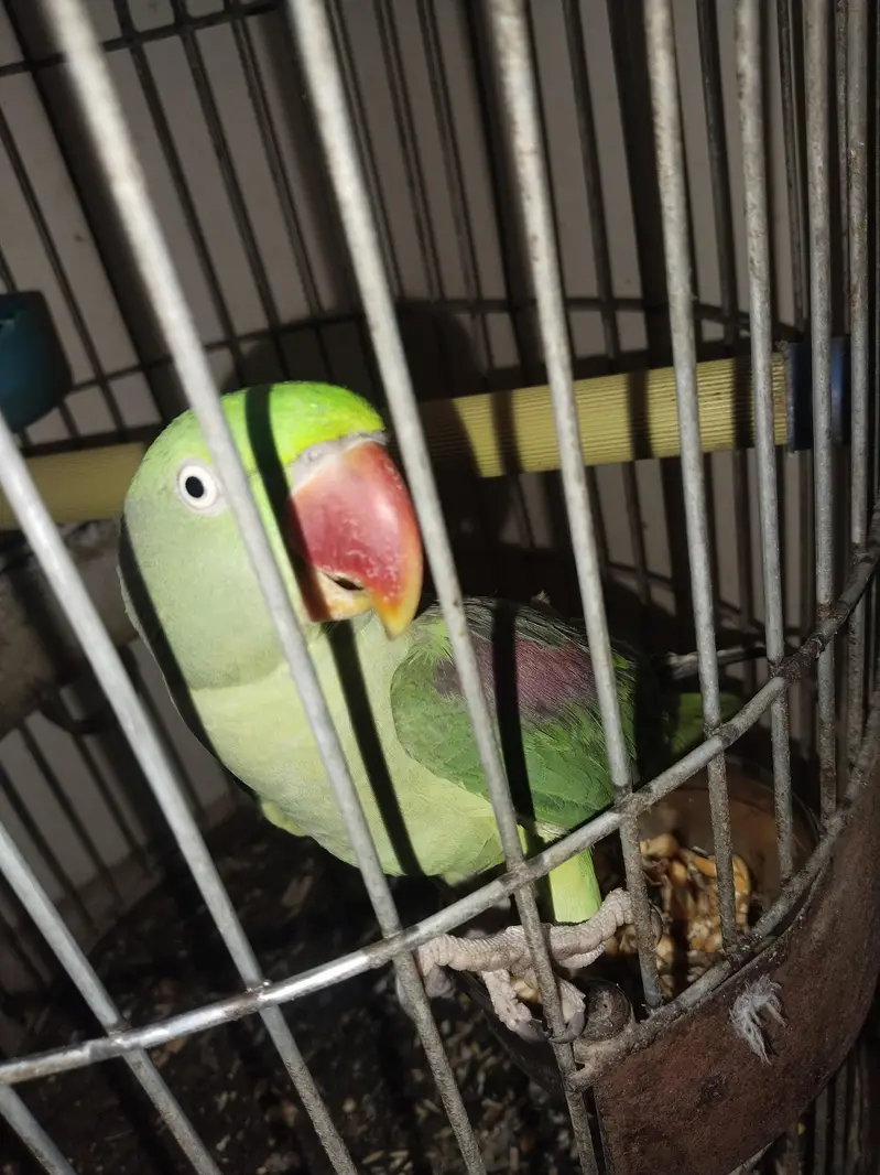 kashmiri Pahari perrot — photo 11