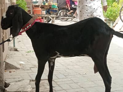 bakri for sale