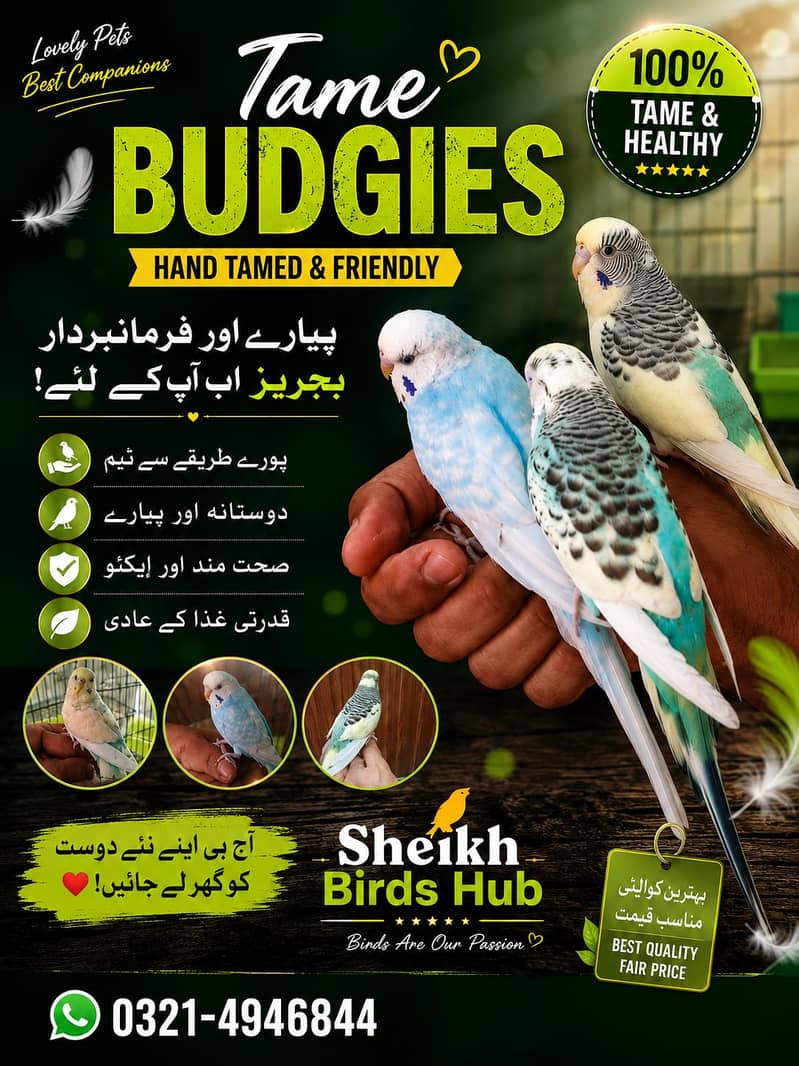 Tame budgies and breeder pair available 0/3/2/1/4/9/4/6/8/4/4 0