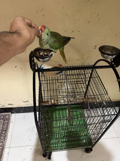 Raw parrot for sale
