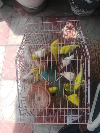 14 to 15 Australian parrot with pinjra total price
