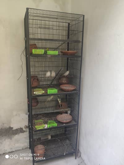 pair parrots with cage healthy budgie