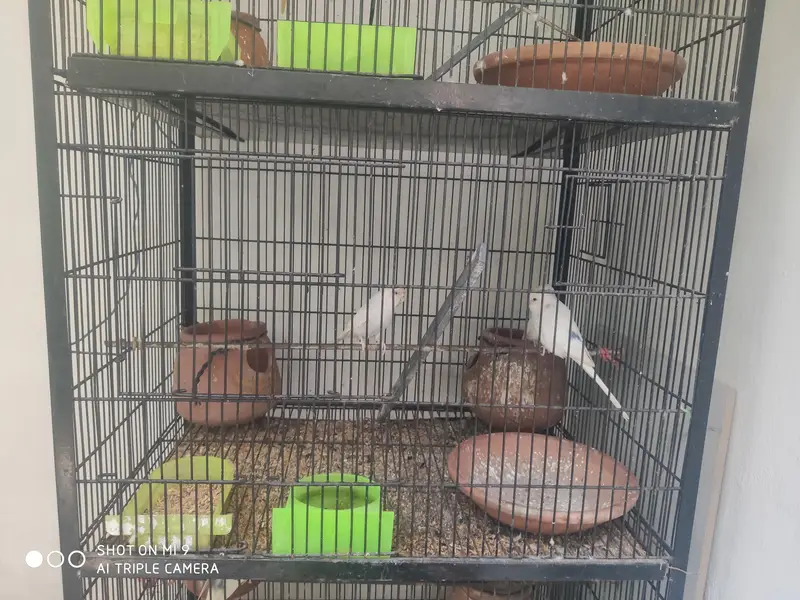 pair parrots with cage healthy budgie — photo 2