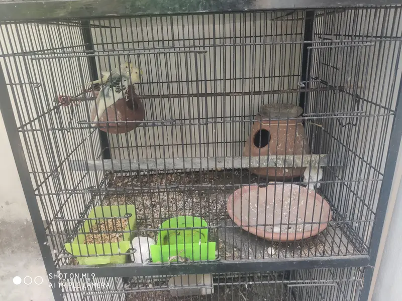 pair parrots with cage healthy budgie — photo 3