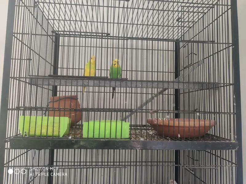 pair parrots with cage healthy budgie — photo 4