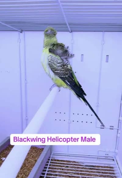 Black wing budgie