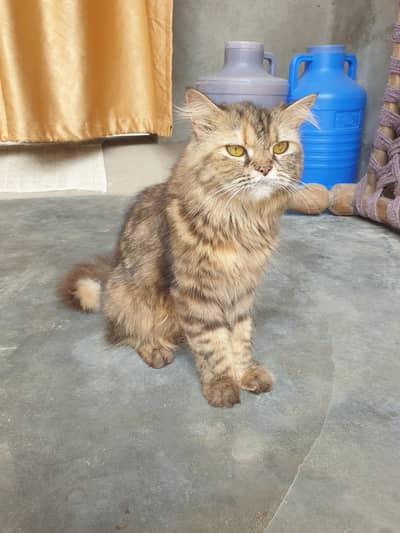 Persian cat