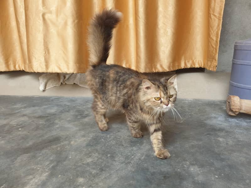 Persian cat 1