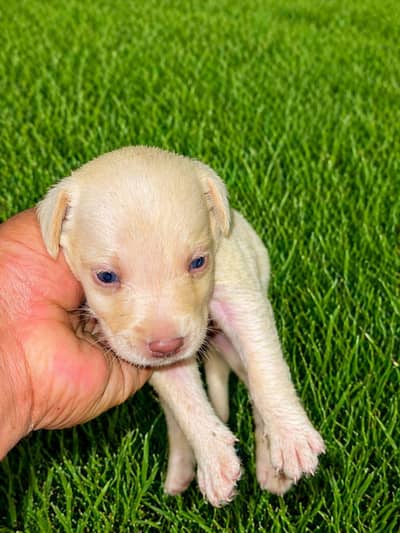 Labrador puppies
