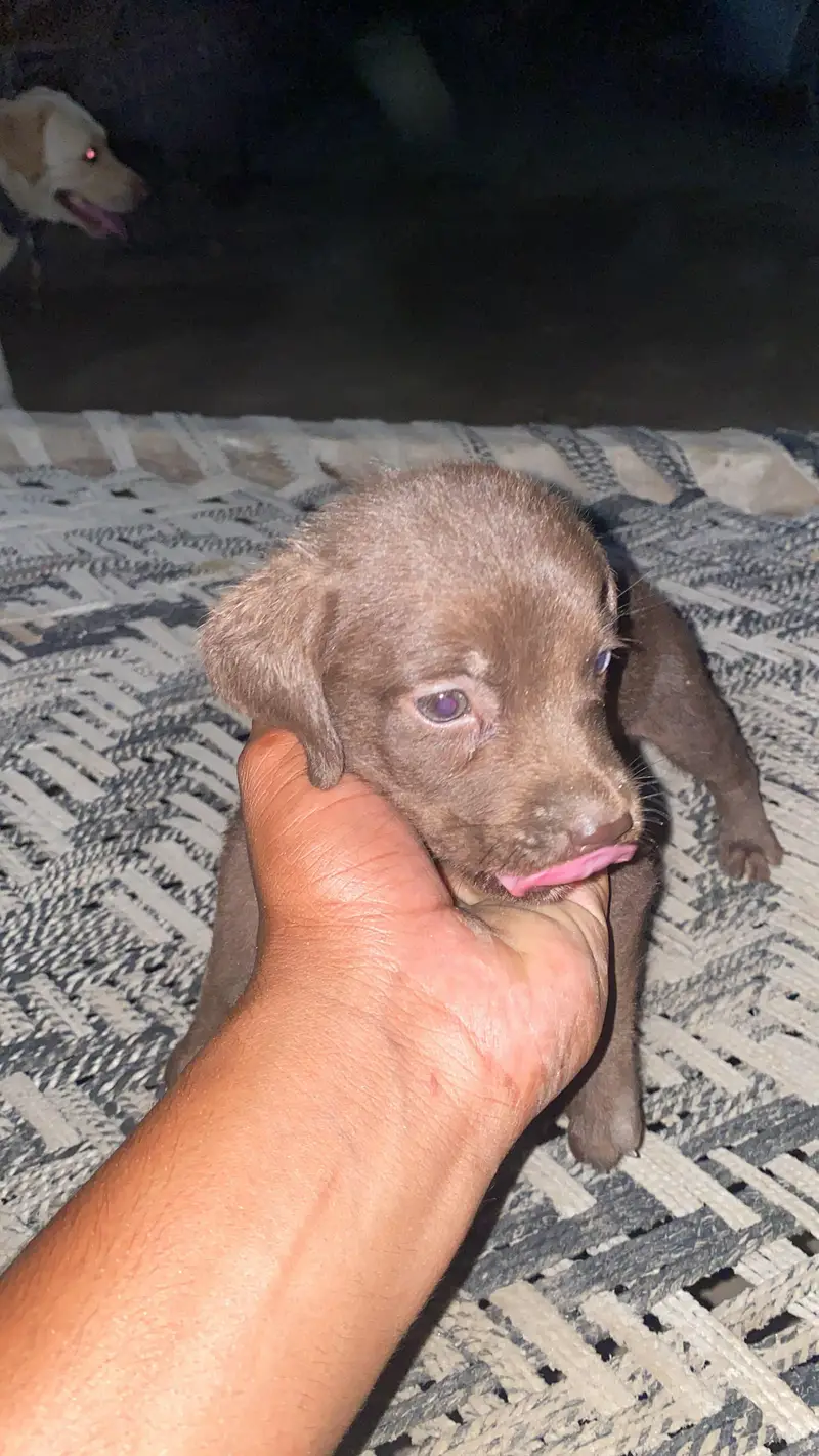 Labrador puppies — photo 2