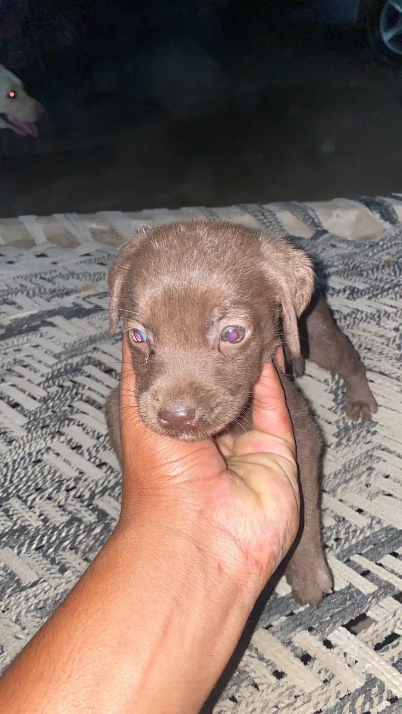 Labrador puppies — photo 3