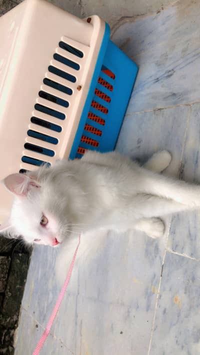 Persian kitten for urgent sale going to abroad