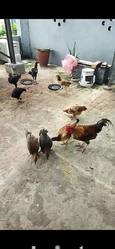 Pure desi aseel mughay aur murghian for sale