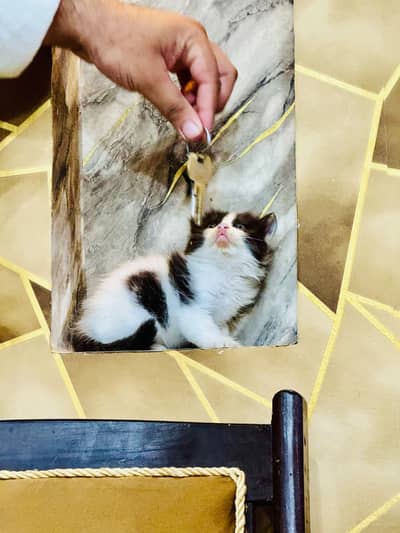 Female Persian kitten Available for sale