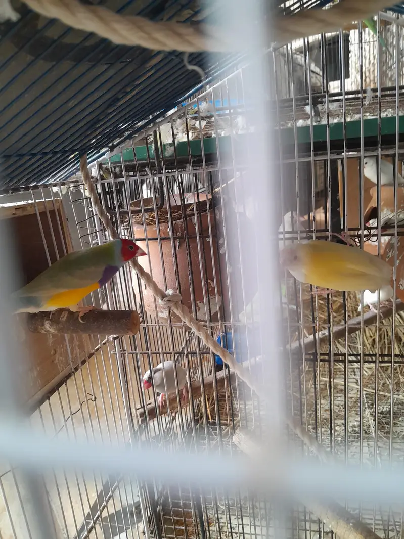 lutino red eyes gouldian finch with chick — photo 2