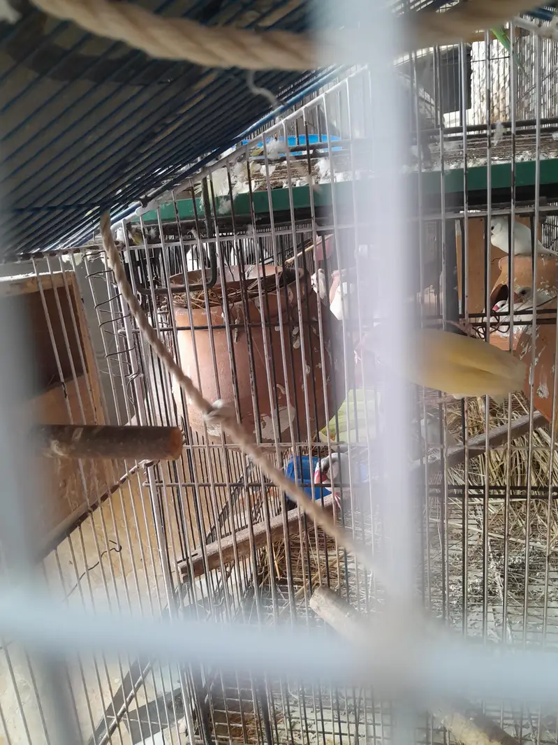 lutino red eyes gouldian finch with chick — photo 3