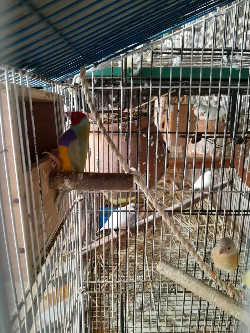lutino red eyes gouldian finch with chick — photo 5