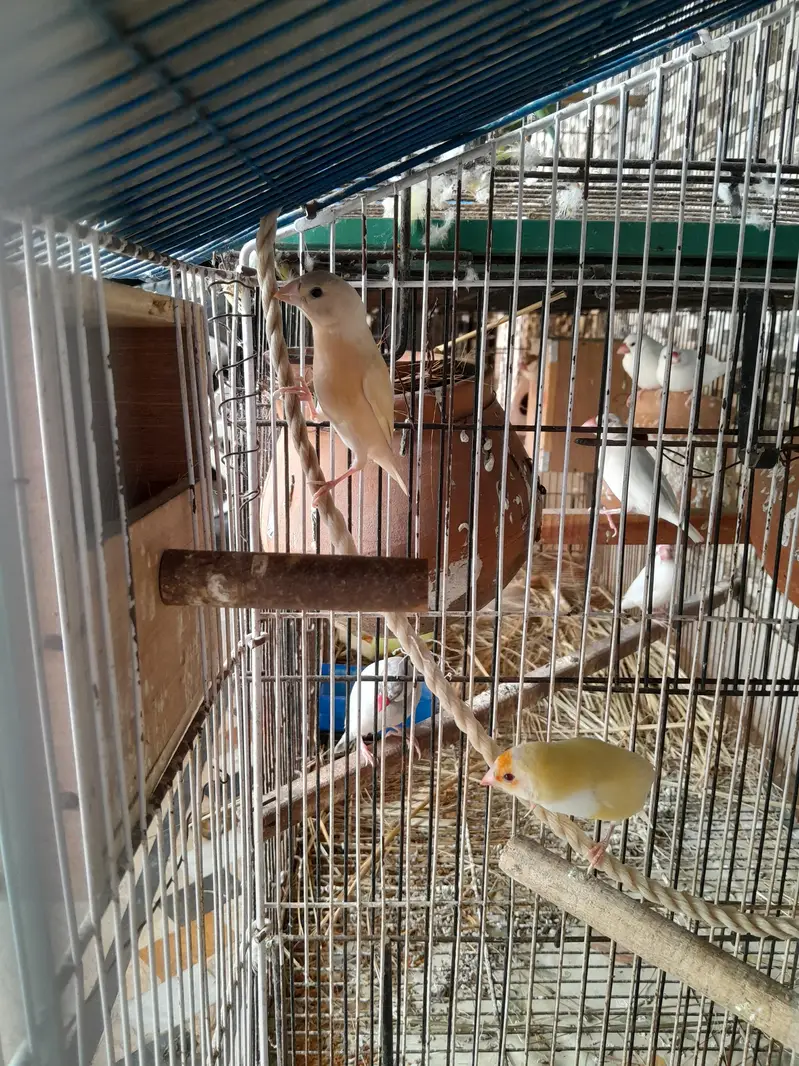 lutino red eyes gouldian finch with chick — photo 6