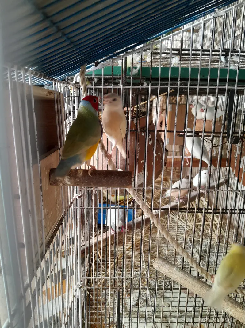 lutino red eyes gouldian finch with chick — photo 7