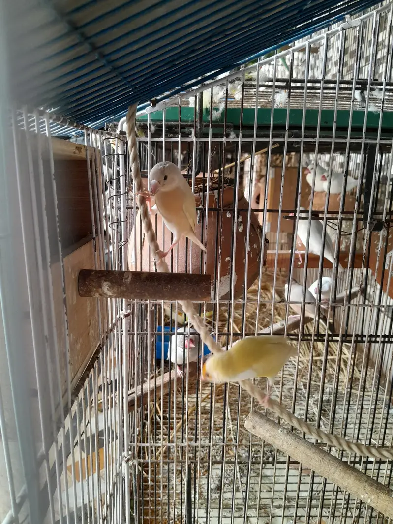 lutino red eyes gouldian finch with chick — photo 8
