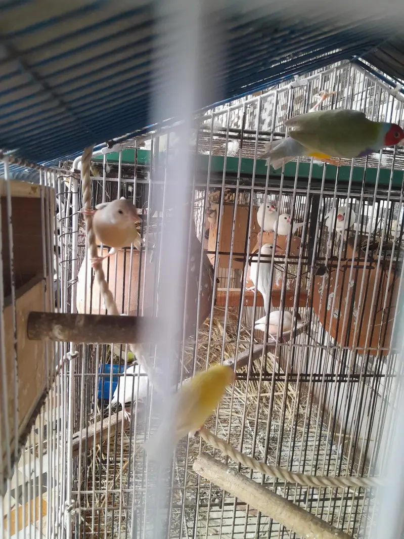 lutino red eyes gouldian finch with chick — photo 9