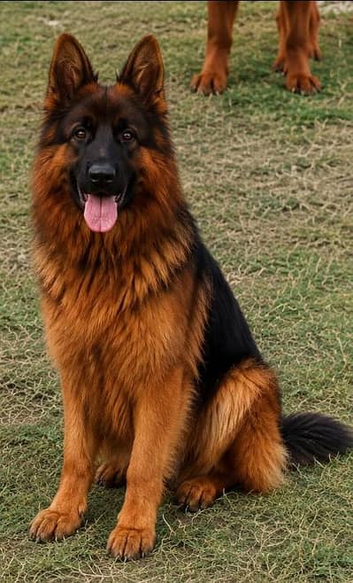 German Shepherd long coat