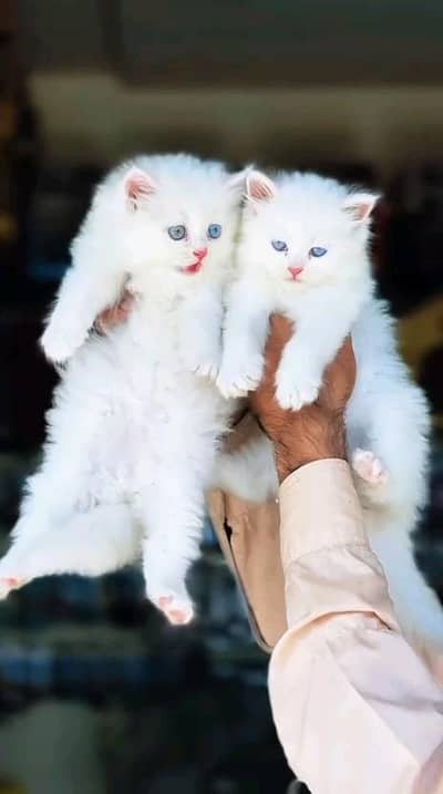 Persian cat and kitten available WhatsAp o34o143oo37