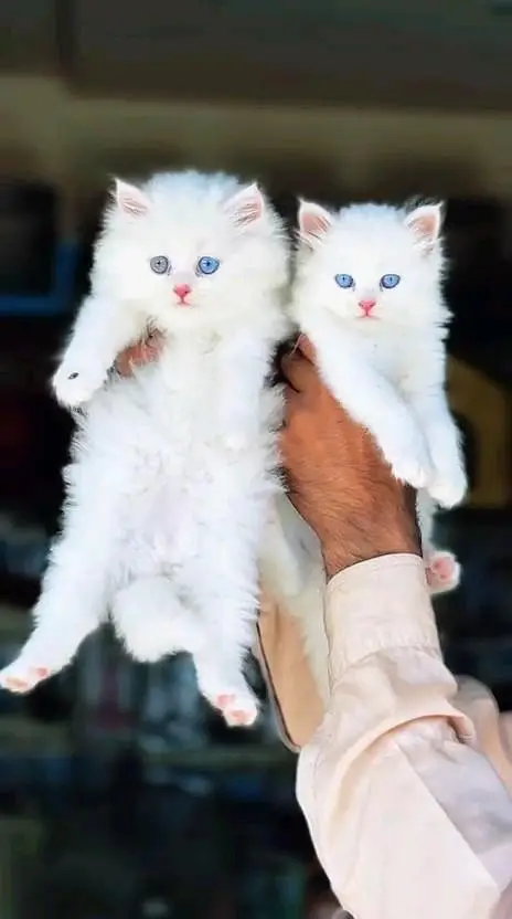 Persian cat and kitten available WhatsAp o34o143oo37 — photo 2
