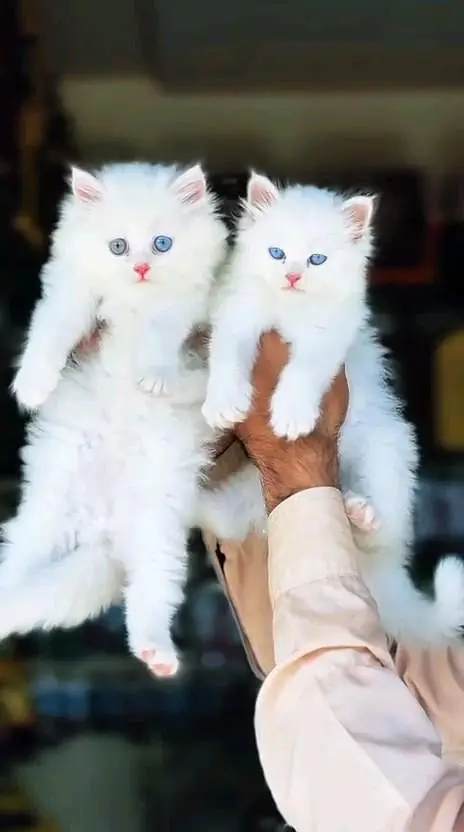 Persian cat and kitten available WhatsAp o34o143oo37 — photo 3