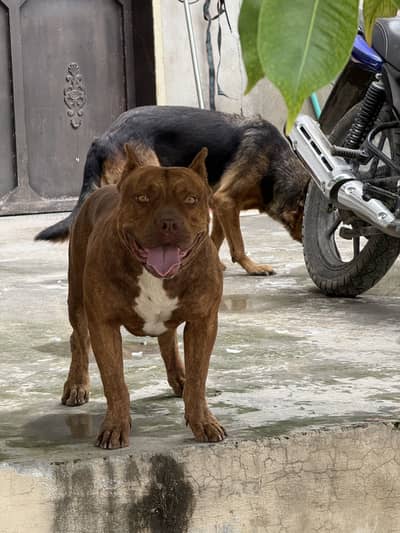 PitBull 2.5 years