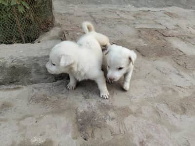 Russian 2 puppy mail contract no 03007187565