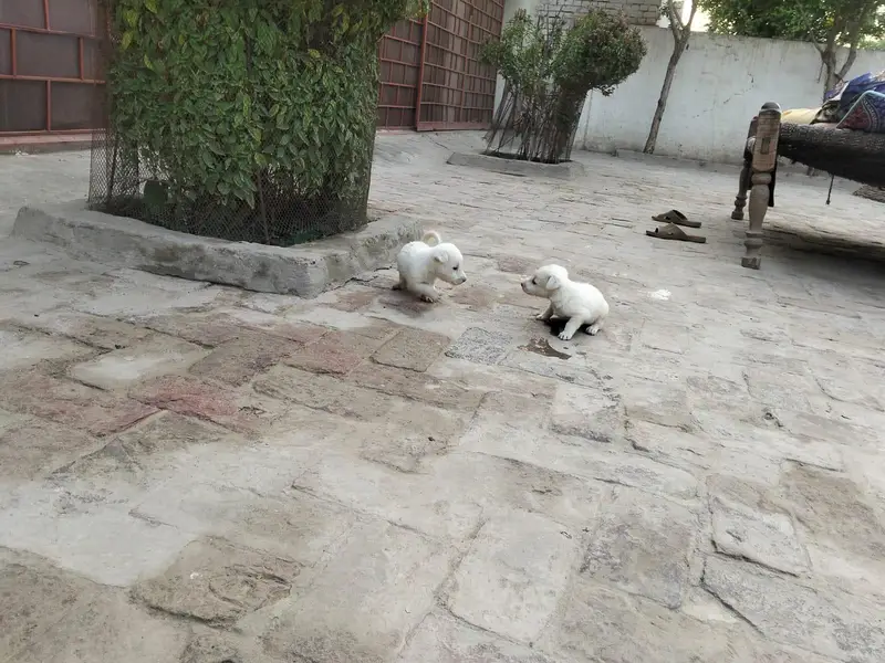 Russian 2 puppy mail contract no 03007187565 — photo 4