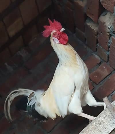 White desi coock for sale.