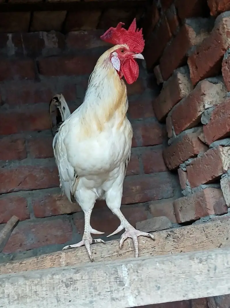 White desi coock for sale. — photo 2