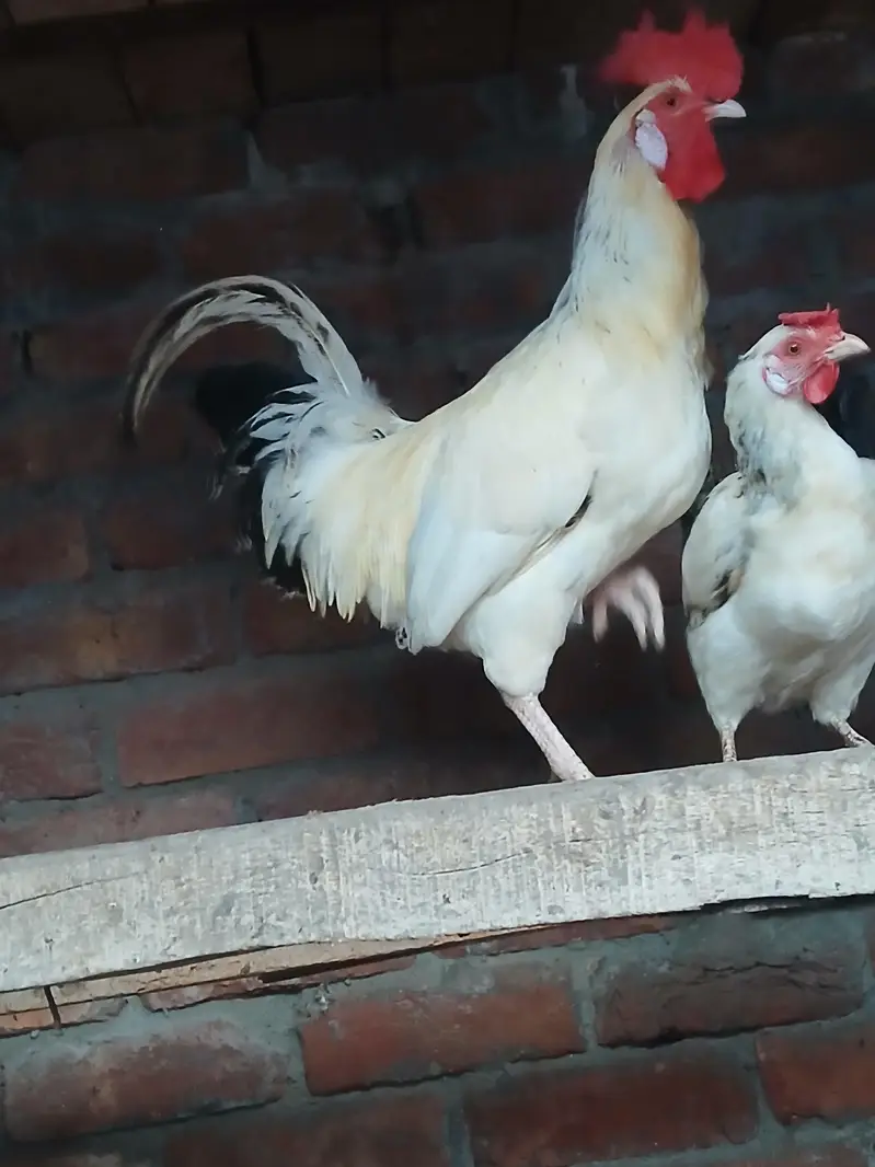 White desi coock for sale. — photo 5