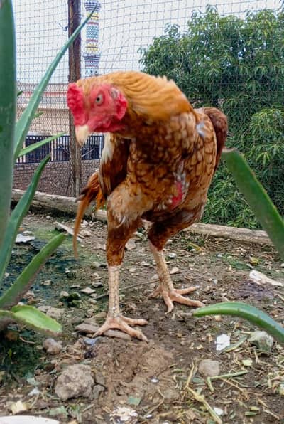aseel murga male