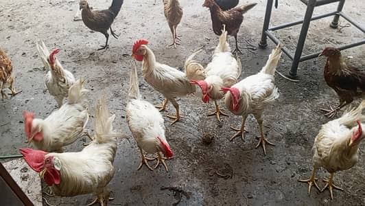 for sale desi Murgh