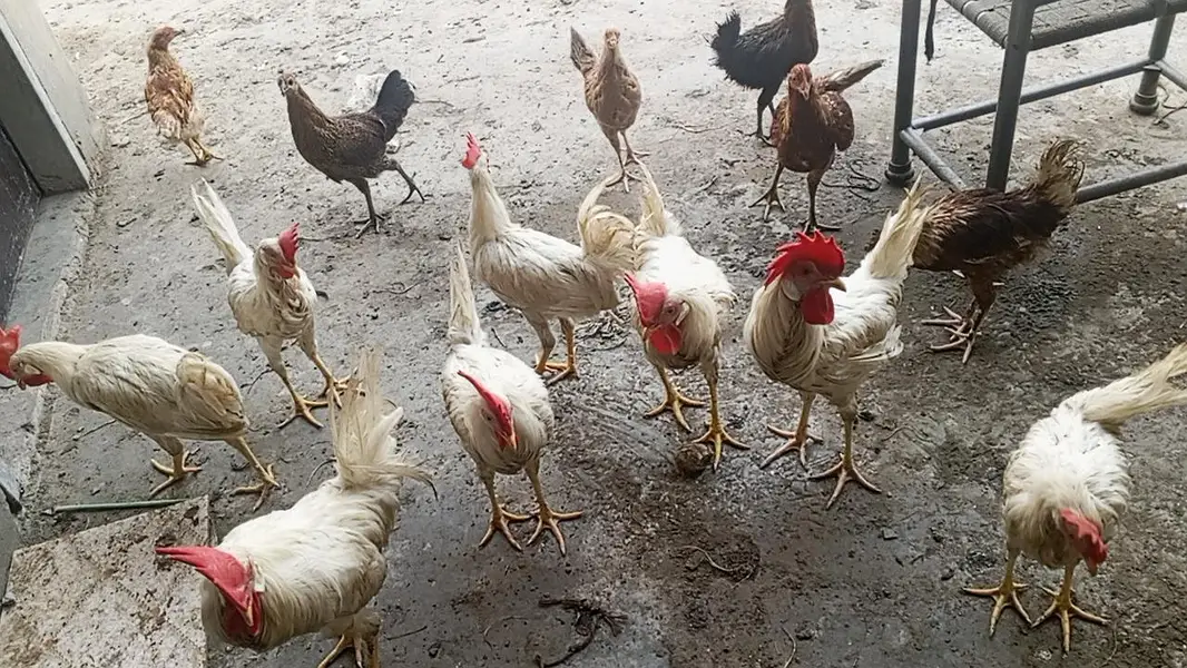 for sale desi Murgh — photo 2