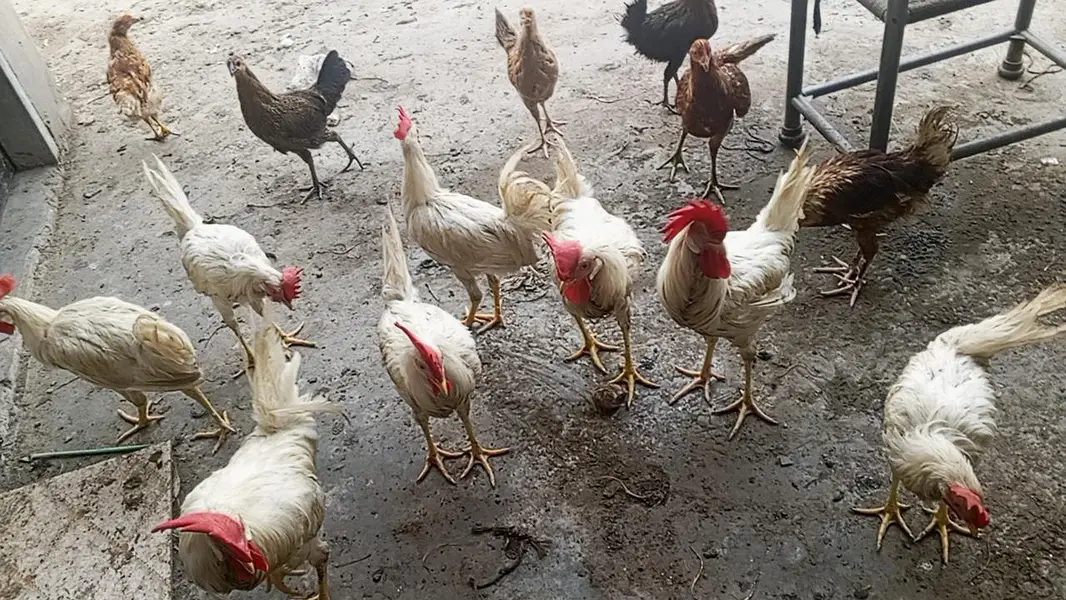 for sale desi Murgh — photo 3