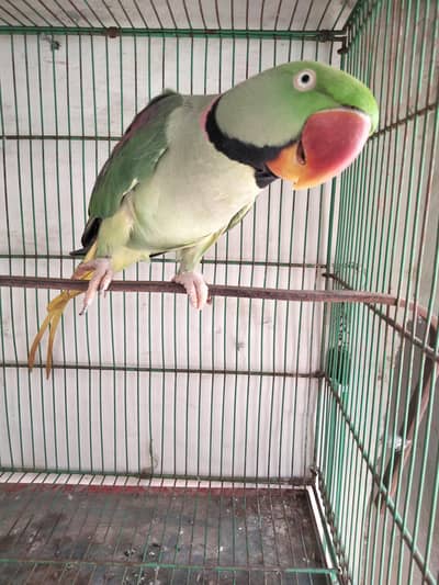 Talking Tame Raw Male Parrot (Pahari tota)